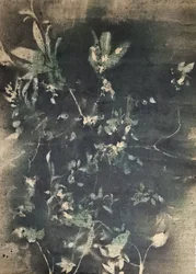 Botanische Schatten im Vintage-Stil