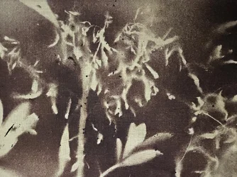 Botanische Silhouetten im Vintage-Stil