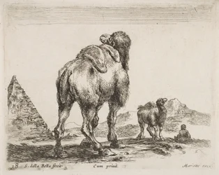 Kamel von hinten gesehen, veröffentlicht 1641 aus Diversi Animali
