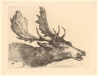 Kopf eines Damhirsches, Blatt 2 der Folge „Verschiedene Tierköpfe“