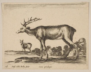 Tafel 16: Hirsch, aus Verschiedene Tiere Diversi animali, ca. 1641