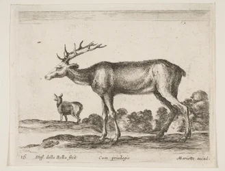 Hirsch, aus Verschiedene Tiere Diversi animali, ca. 1641