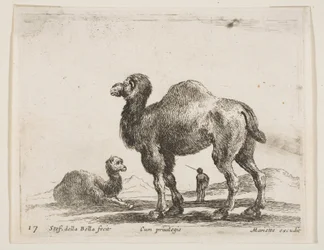 Tafel 17: Kamele, aus Verschiedene Tiere Diversi animali, ca. 1641