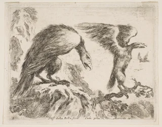 Tafel 2: Adler und Adlerjunges, aus Verschiedene Tiere, ca. 1641