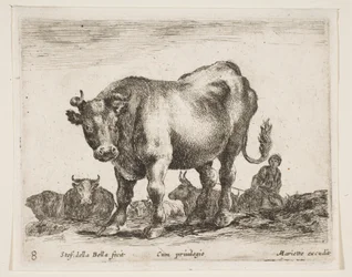 Tafel 8: Kuh, aus Verschiedene Tiere Diversi animali, ca. 1641