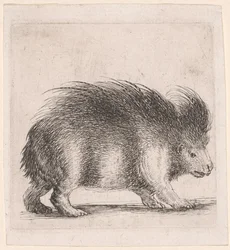 Stachelschwein, nach rechts blickend
