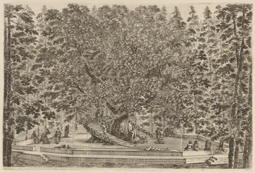 Der bewohnte Baum