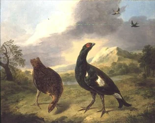 Birkhühner