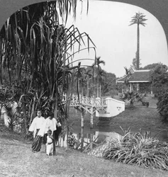 Ein Blick in die tropischen Gärten von Rangun, Burma, 1908
