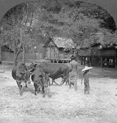 Reis dreschen, Amarapura, Burma, 1908