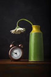 Verwelkende Gänseblümchen, die Zeit vergeht