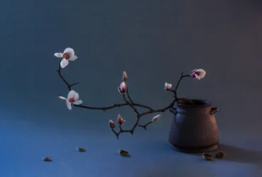 Zen-Magnolienblüte