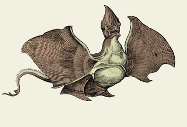 Fantastisches Seemonster, Illustration aus 
