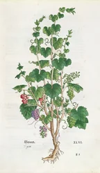 Weinrebe (Vitis Vinifera) botanische Tafel aus De Historia Stirpium von Leonard Fuchs (1501-66) 1543