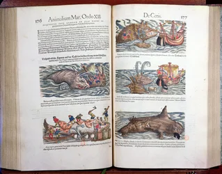 Zerteilen eines Wals und Walfang, aus Appendix historiae quadrupedum, viviparorum et oviparorum von Conrad Gesner (1516-65), 1554