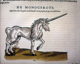 Einhorn, Illustration aus 