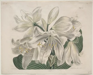 The Botanical Magazine or Flower Garden Displayed: Weiße Kap-Küsten-Lilie, 1806