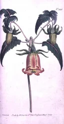 Kanarienglockenblume (Canarina campanula), Tafel 444 aus William Curtis