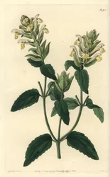 Alpine Skutellaria (Stich von S. Watts, Illustration von Sarah Drake)