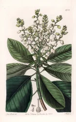 Amerikanischer Erdbeerbaum
