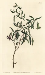 Apfelbeere oder Wandelblütige Billardiera