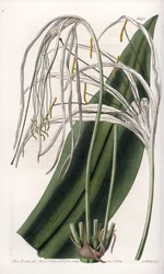 Spinnenlilie oder Meernarzisse (Stich von S. Watts, Illustration von Sarah Anne Drake)