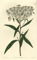 Flachblättrige Aster, Doellingeria umbellata