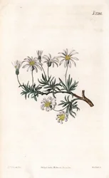 Strauch-Aster, Felicia fruticosa (Strauch-Sternblume, Aster fruticulosus)