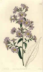 Rispen-Aster
