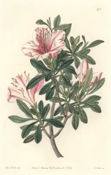Azalee der Floristen