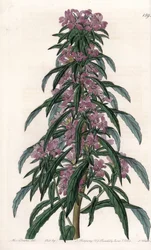 Boisduvalia