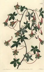 Bolivianischer Kapuziner - Fünfblättriges Tropaeolum, Tropaeolum pentaphyllum. Handkolorierter Kupferstich von S. Watts nach einer Illustration von Miss Sarah Drake aus Sydenham Edwards