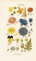 Botanische Klassifikation und Vertreter verschiedener Pflanzengruppen