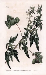 Botanik: Herzsamen oder Herz-Erbsen, Glattes Herzsamen oder Ballonpflanze, Cardiospermum halicacabum