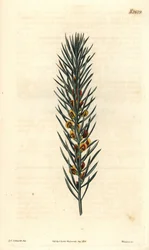 Zweig mit Nadeln eines Strauchs Daviesia Aicularis, heimisch in Australien. Illustration von Sydenham Edwards, Gravur von Weddell. Radierung in The Curtis Botanical Magazine, von Samuel Curtis