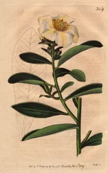 Kamelie Penang, eine weiße Blume mit gelblichem Schimmer