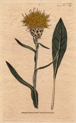 Pastellblättrige Centaurea mit gelben flauschigen Blüten