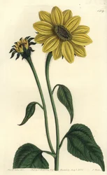 Tithonia tubaeformis