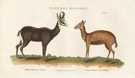 Chinesische und Guinea-Antilope