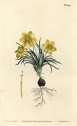 Uhrblume