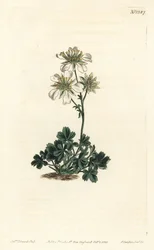 Clusius-Fingerkraut, Potentilla clusiana