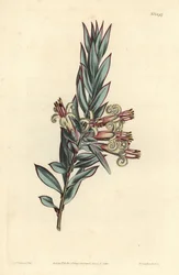 Büschelblütige Styphelia, Styphelia triflora. Handkolorierte Kupferstichgravur von F. Sansom Jr. nach einer Illustration von Sydenham Edwards aus William Curtis