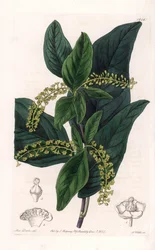 Coccoloba variete, heimisch in den Westindischen Inseln - Gravur von S. Watts nach einer Illustration von Sarah Anne Drake (1803-1857), aus dem Botanical Register von Sydenham Edwards (1768-1819), England