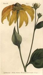 Rauer Sonnenhut oder Schwarzäugige Rudbeckie, Rudbeckia hirta, Polygamia frustranea. Handkolorierter Kupferstich von F. Sansom nach einer botanischen Illustration von Sydenham Edwards für William Curtis