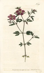 Kretische Fagonia