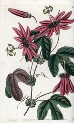 Purpurrote Leidenschaft