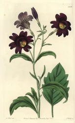 Gemalte Zunge, Salpiglossis sinuata