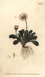 Gänseblümchen, Bellis perennis (Stich von F. Sansom, Illustration von Sydenham Edwards)