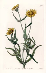 Gänseblümchenvarietät 