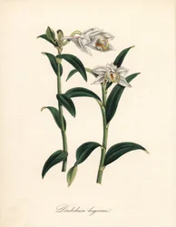Dendrobium variete - Langhorn-Dendrobium-Orchidee, Dendrobium longicornu. Kopiert aus Sydenham Edwards